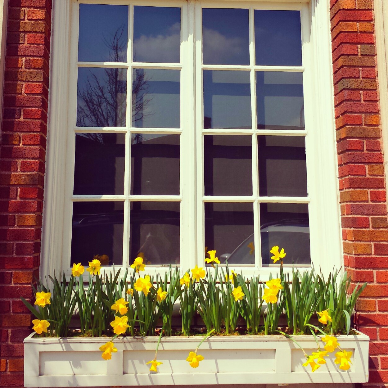 Niche Flower Box - Cindy Pfetzer